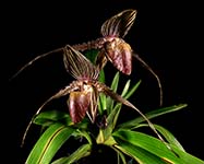 Paph. rothschildianum